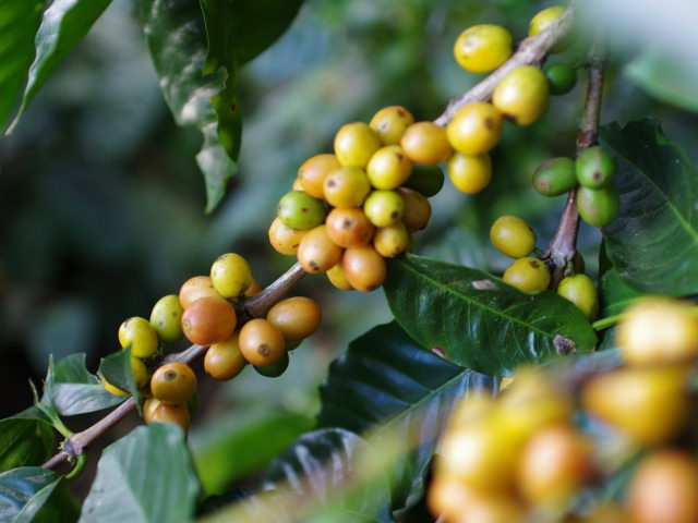 NICARAGUA / San Jose Yellow Pacamara 100g - 画像 (2)