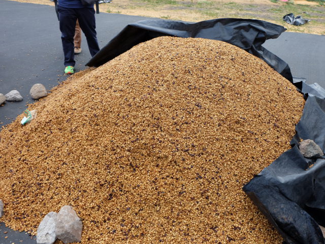 NICARAGUA / San Jose Yellow Pacamara 100g - 画像 (4)