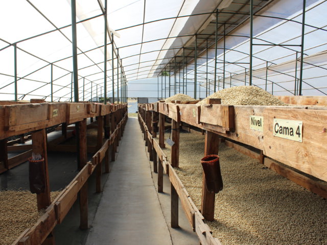 NICARAGUA / San Jose Yellow Pacamara 100g - 画像 (5)